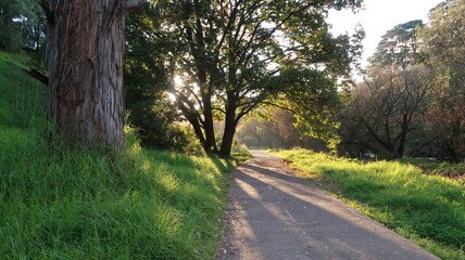 Fototapeta na wymiar road in the park on the springtime in a national park, that located in Melbourne, Australia. 
