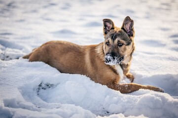 Crossbreed Belgian Shepherd Malinois