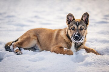 Crossbreed Belgian Shepherd Malinois