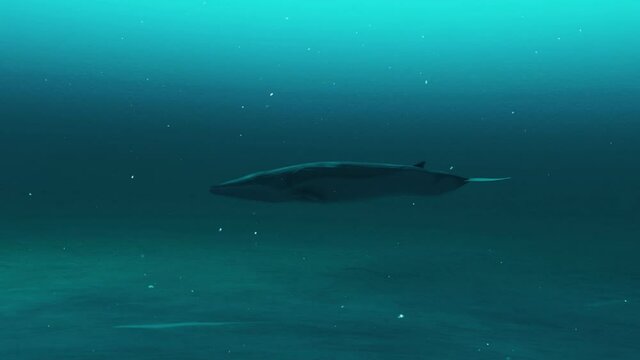 Closeup of Rorqual whale swimming in the deep blue ocean water, underwater scene of Rorqual whale, Beauty of sea life , 4K High Quality