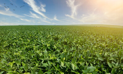 Fototapeta na wymiar Agricultural soy plantation on sunny day - Green growing soybeans plant against sunlight