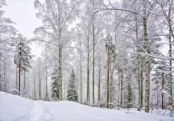 Snowy and silent birches in winter wonderland