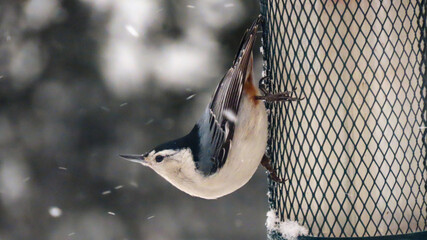 White Breasted Nuthatch in Winter