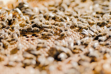 Close-up of bees that work on the frame of the hive and create honey. A lot of bees. Cell cells. Big insect family. Beekeeping popular hobby, beekeepers, social groups, shelter for swarmless bees