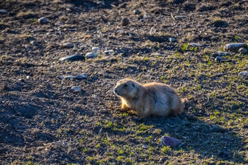 Black-tailed prairie dogs (Cynomys ludovicianus) near the mink on the field. Prairie Dog Town at Theodore Roosevelt National Park
