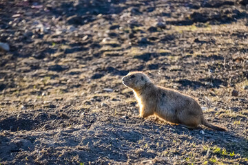 Black-tailed prairie dogs (Cynomys ludovicianus)  near the mink on the field. Prairie Dog Town at Theodore Roosevelt National Park