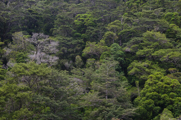 Fototapeta na wymiar Rainforest in Fiordland National Park. Southland. South Island. New Zealand.