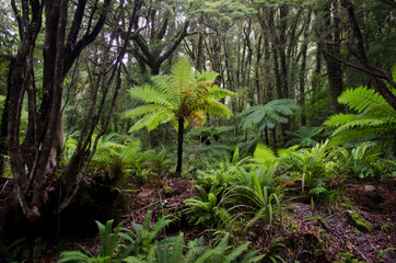 Fototapeta premium Rainforest with New Zealand tree ferns Dicksonia squarrosa and crown ferns Lomaria discolor. Fiordland National Park. South Island. New Zealand.