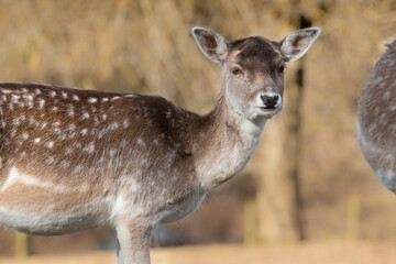 deer in the forest stag selective focus depth of field