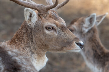deer in the forest stag selective focus depth of field