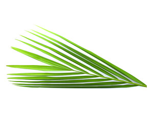 Green leaves of palm tree isolated on white background