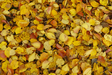 Pink, orange and yellow fallen leaves of apricot in October