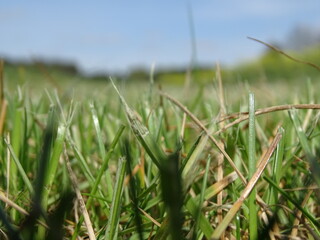 Grass