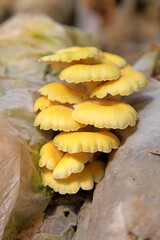 Cultivated golden mushroom on a farm in North China