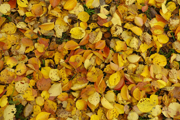Red, orange and yellow fallen leaves of apricot in October
