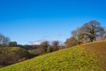 Fototapeta na wymiar Fields and Meadows of Conqueror Wood, Torquay, Devon in England in Europe