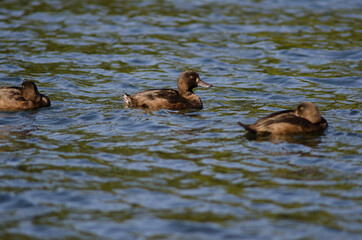 New Zealand scaups Aythya novaeseelandiae. Females. Manapouri Lake. Fiordland National Park. Southland. South Island. New Zealand.