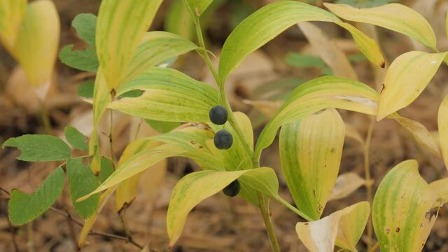 Polygonatum odoratum (angular Solomon's seal) with fruits in a mixed forest.