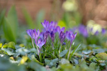 First spring flowers. Purple crocuses, snowdrops. Spring, flowers, nature. Beautiful background, postcard.