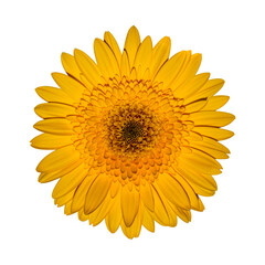 Beautifully blooming yellow gerbera flowers isolated on white background. With clipping path