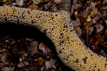 Crustose lichen on a branch. Fiordland National Park. Southland. South Island. New Zealand.