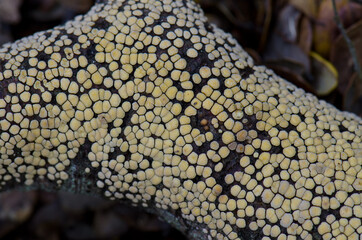 Crustose lichen on a branch. Fiordland National Park. Southland. South Island. New Zealand.