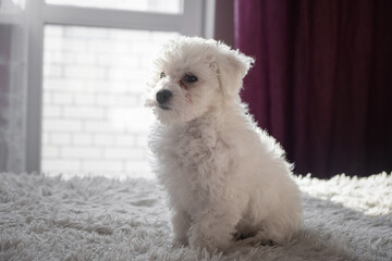 A little white Bichon Frize look in camera indoors. Bolognese puppy