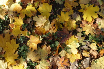 Bright and colorful fallen leaves of maple on the ground in mid October