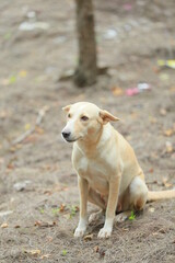 cute dog playing stock image