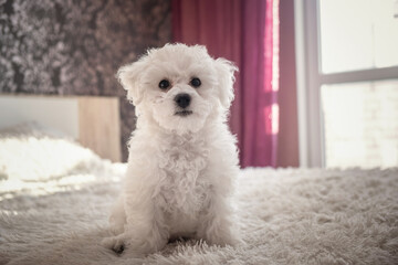 A little white Bichon Frize look in camera indoors. Bolognese puppy