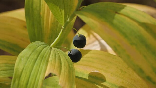 Polygonatum odoratum (angular Solomon's seal) with fruits in a mixed forest.