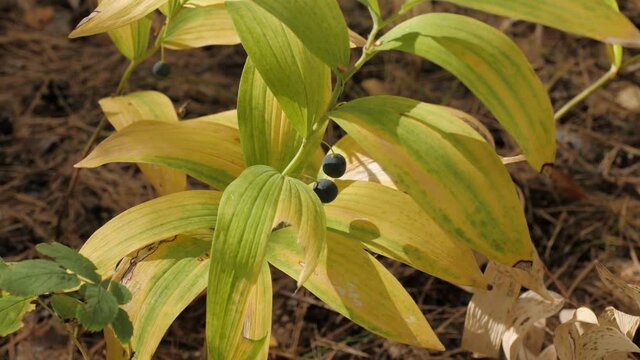 Polygonatum odoratum (angular Solomon's seal) with fruits in a mixed forest.