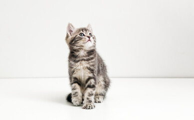 Cute gray cat kid animal with interested, question facial face expression look side on copy space. Small tabby kitten on white background.