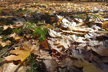 Glade covered with fallen leaves of maple in mid October
