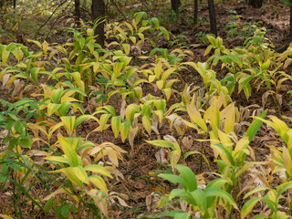 Polygonatum odoratum (angular Solomon's seal) with fruits in a mixed forest.