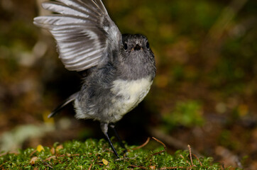 South Island robin Petroica australis. Fiordland National Park. Southland. South Island. New Zealand.