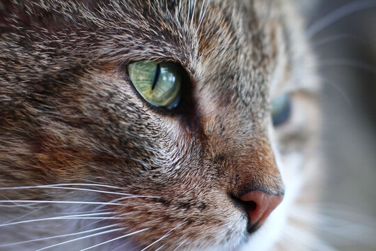 Close-up photo of a cat. cat eye. beautiful pet