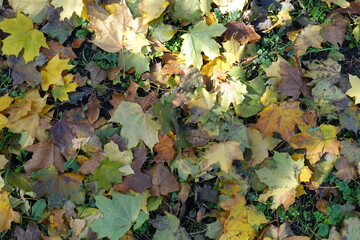 Green, yellow and brown fallen leaves of maple on the ground in mid October