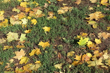 Ground and fallen leaves of maple in October