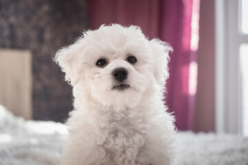 A little white Bichon Frize look in camera indoors. Bolognese puppy