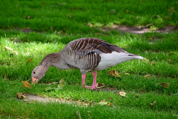 Gänse - Graugans (Anser anser)