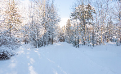 trees in the snow