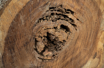 Close up of weathered bleached timber stump creating background wallpaper.