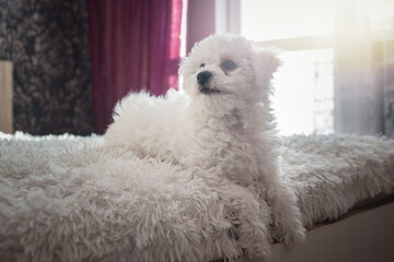 A little white Bichon Frize look in camera indoors. Bolognese puppy