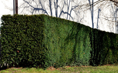 trimmed hedge of yew near a white wall in the park. the shadows of linden trees are projected on...