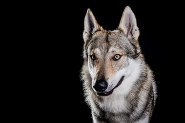 Czechoslovakian wolfdog