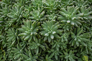 Naklejka na ściany i meble Echeveria sp. Plant for background