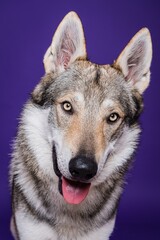 Czechoslovakian wolfdog