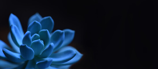 Succulent plant in blue on black background, banner design, stock photo