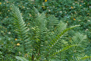 Grüner Farn im Wald - Green fern in the forest